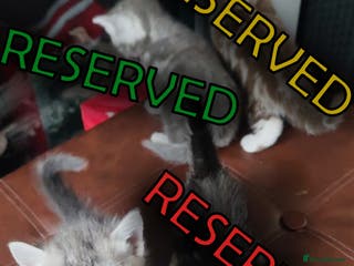 British Shorthair cats LAST ONE LEFT-Pedigree GCCF Pure BSH Tabby Kittens - Advert 14