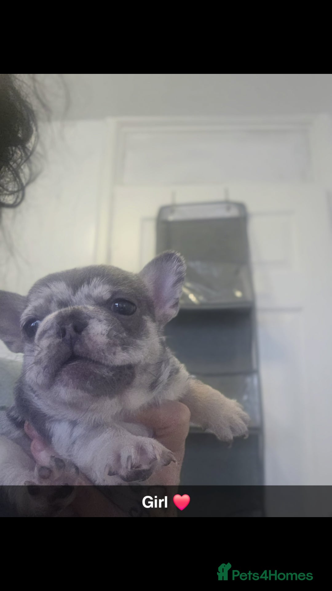 French Bulldog dogs for sale: Lilac merle french bulldogs  - Advert 4