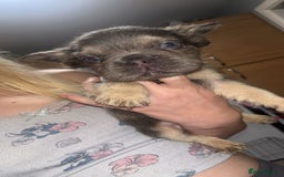 French Bulldog dogs for sale: Fluffy Frenchbulldogs  - Image 4