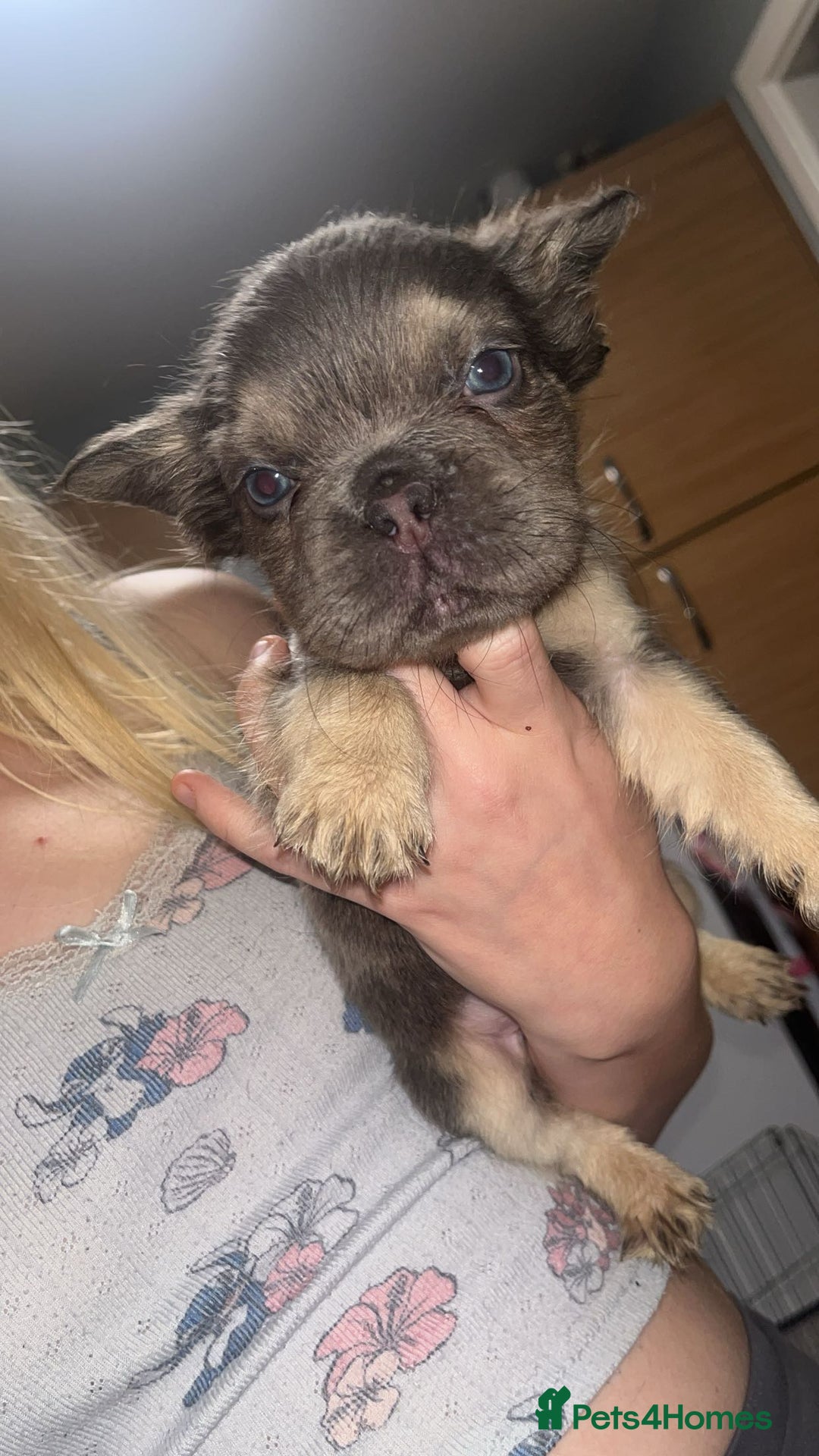 French Bulldog dogs for sale: Fluffy Frenchbulldogs  - Image 4