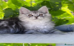 Maine Coon cats for sale: ✨🌟Beautiful The last little boy Maine Coon 😻🌟✨ - Image 7