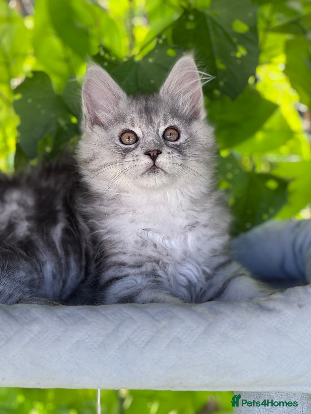 Maine Coon cats for sale: ✨🌟Beautiful The last little boy Maine Coon 😻🌟✨ - Image 7