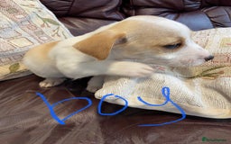 Jack Russell dogs for sale: Jack Russell  - Image 4
