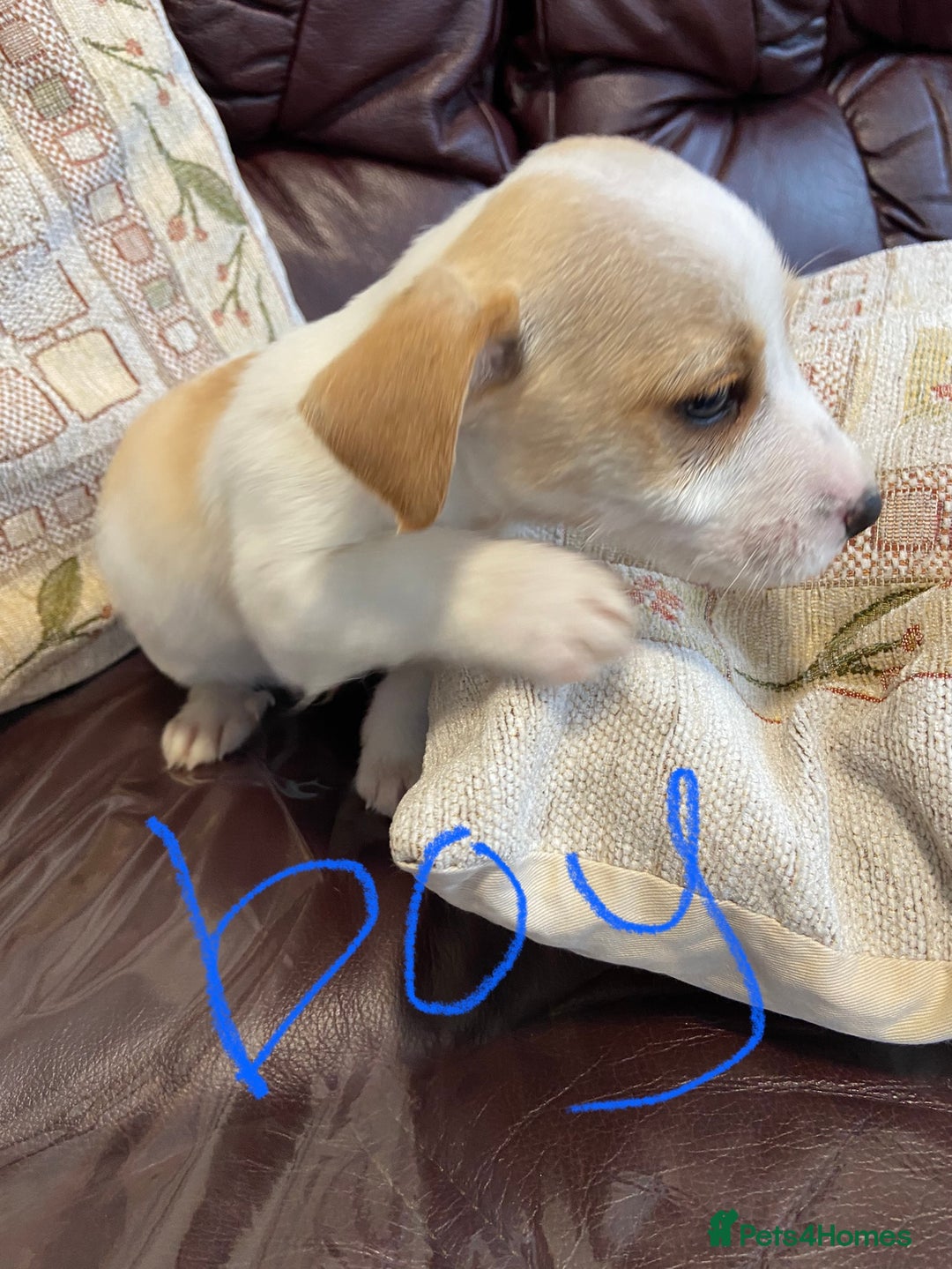 Jack Russell dogs for sale: Jack Russell  - Image 4