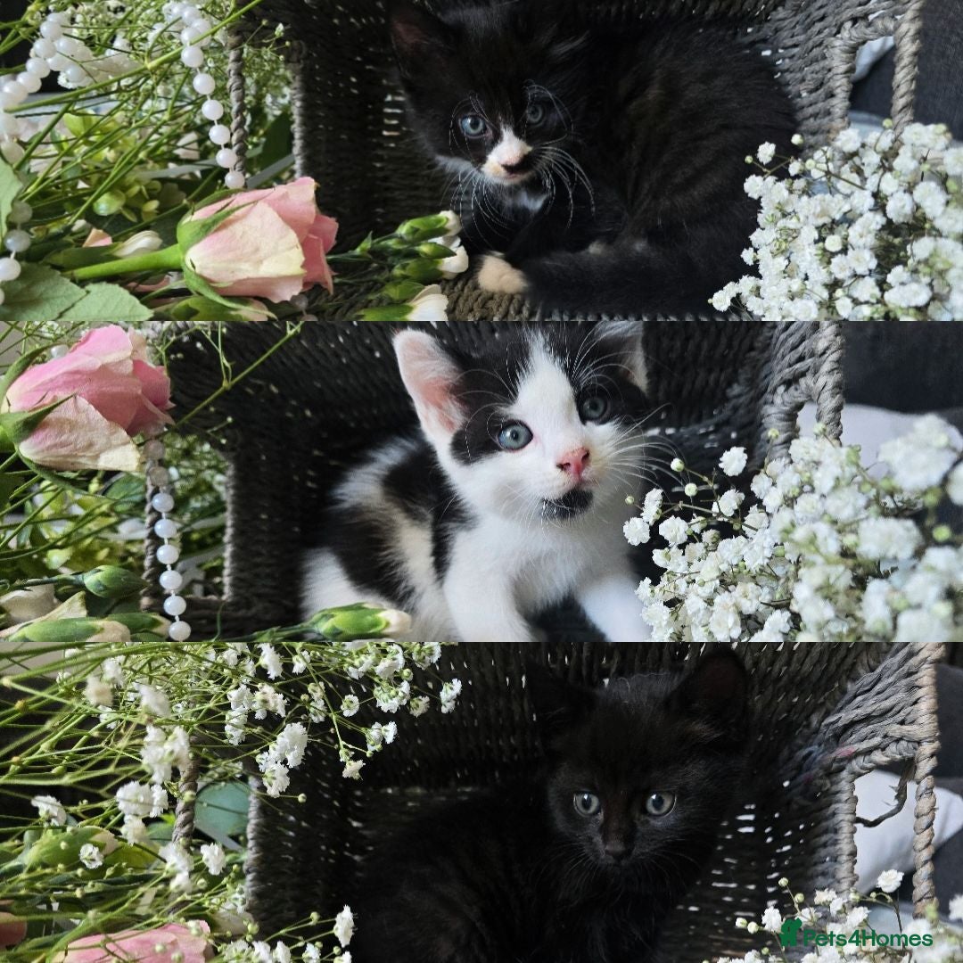 Mixed Breed cats Beautiful Kittens Looking for Loving Forever Homes - Advert 2