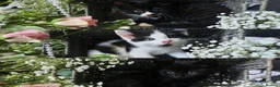Mixed Breed cats for sale: Beautiful Kittens Looking for Loving Forever Homes - Advert 1