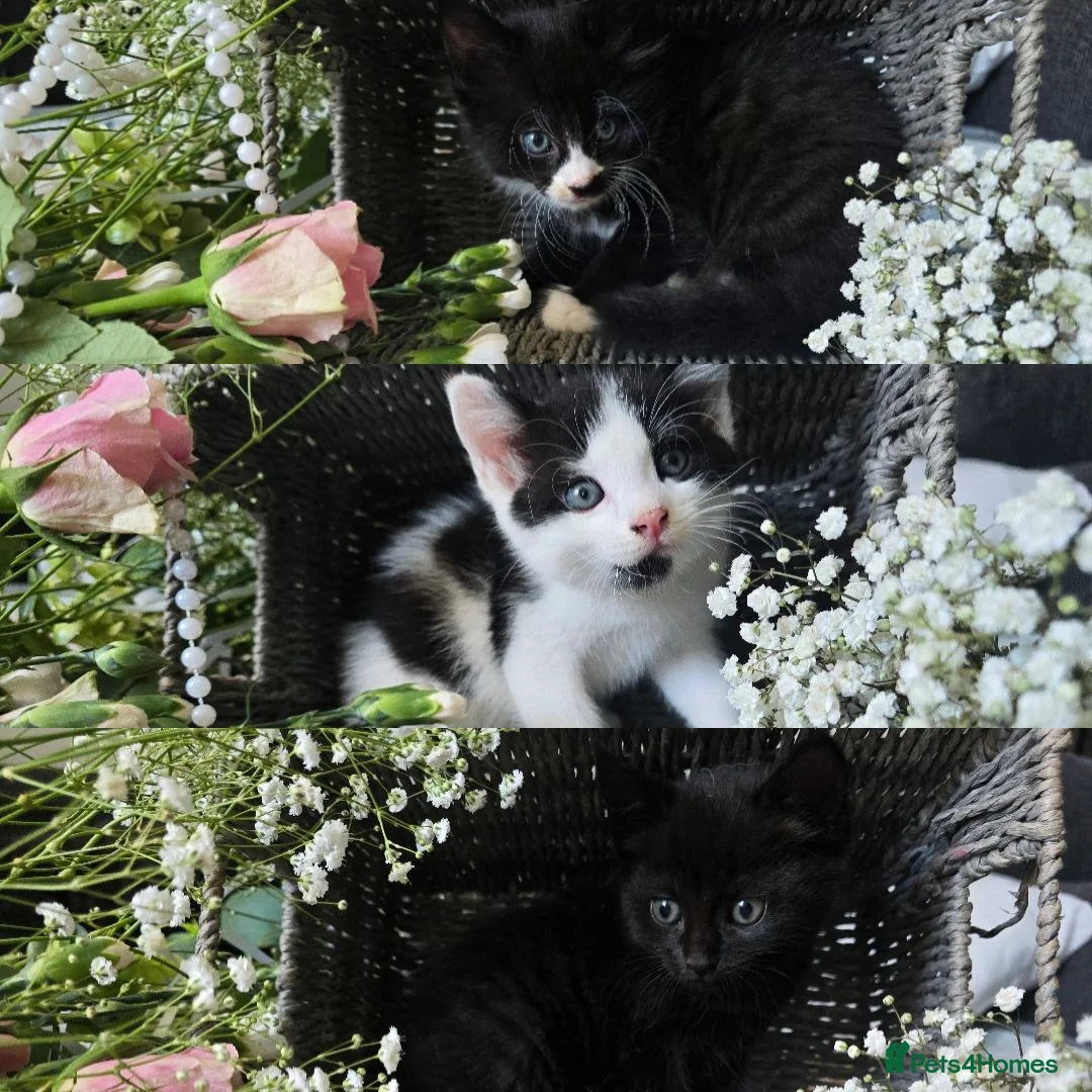 Mixed Breed cats for sale: Beautiful Kittens Looking for Loving Forever Homes - Advert 1