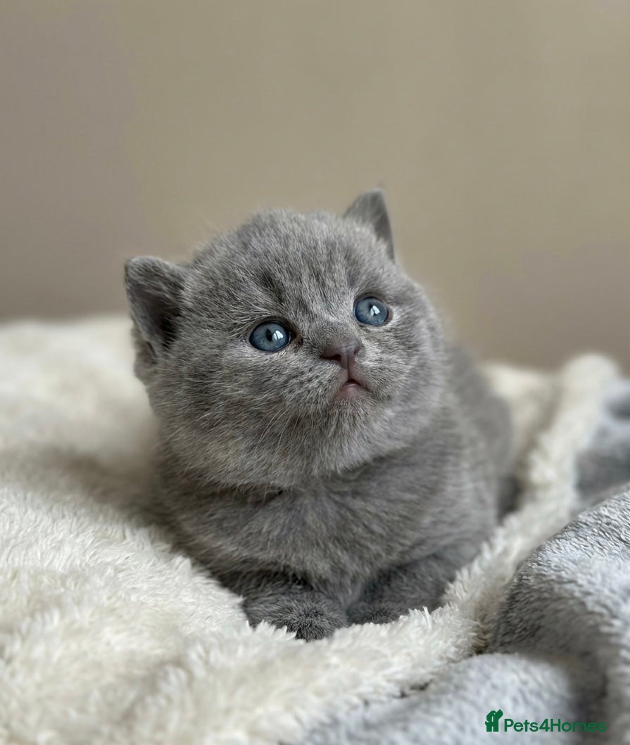 British Shorthair cats Check the availability blue boy left GCCF  bsh - Advert 12