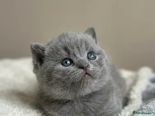 British Shorthair cats Check the availability blue boy left GCCF bsh - Advert 12