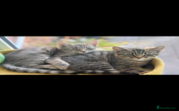 Mixed Breed cats for sale: Mixed breed tabby  - Image 2
