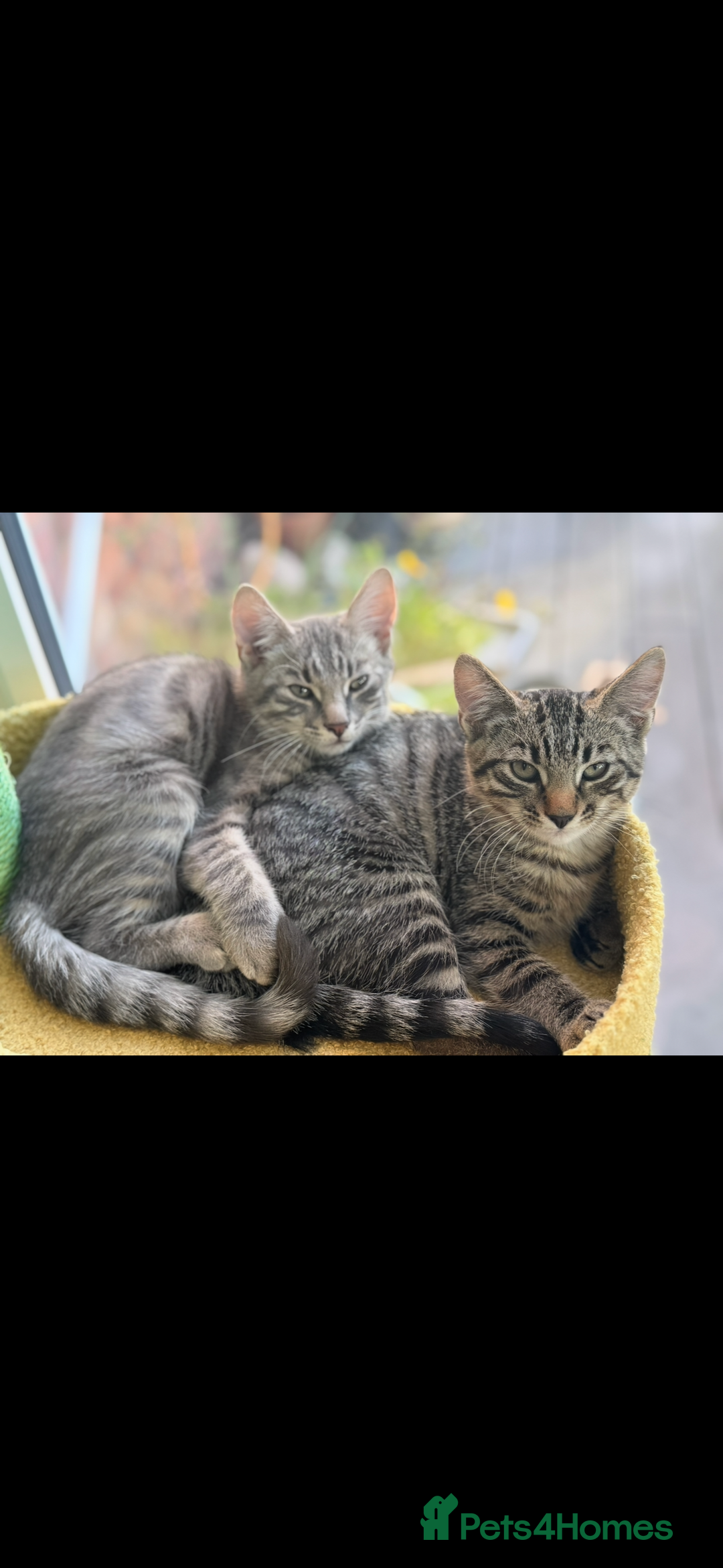 Mixed Breed cats for sale: Mixed breed tabby  - Image 2
