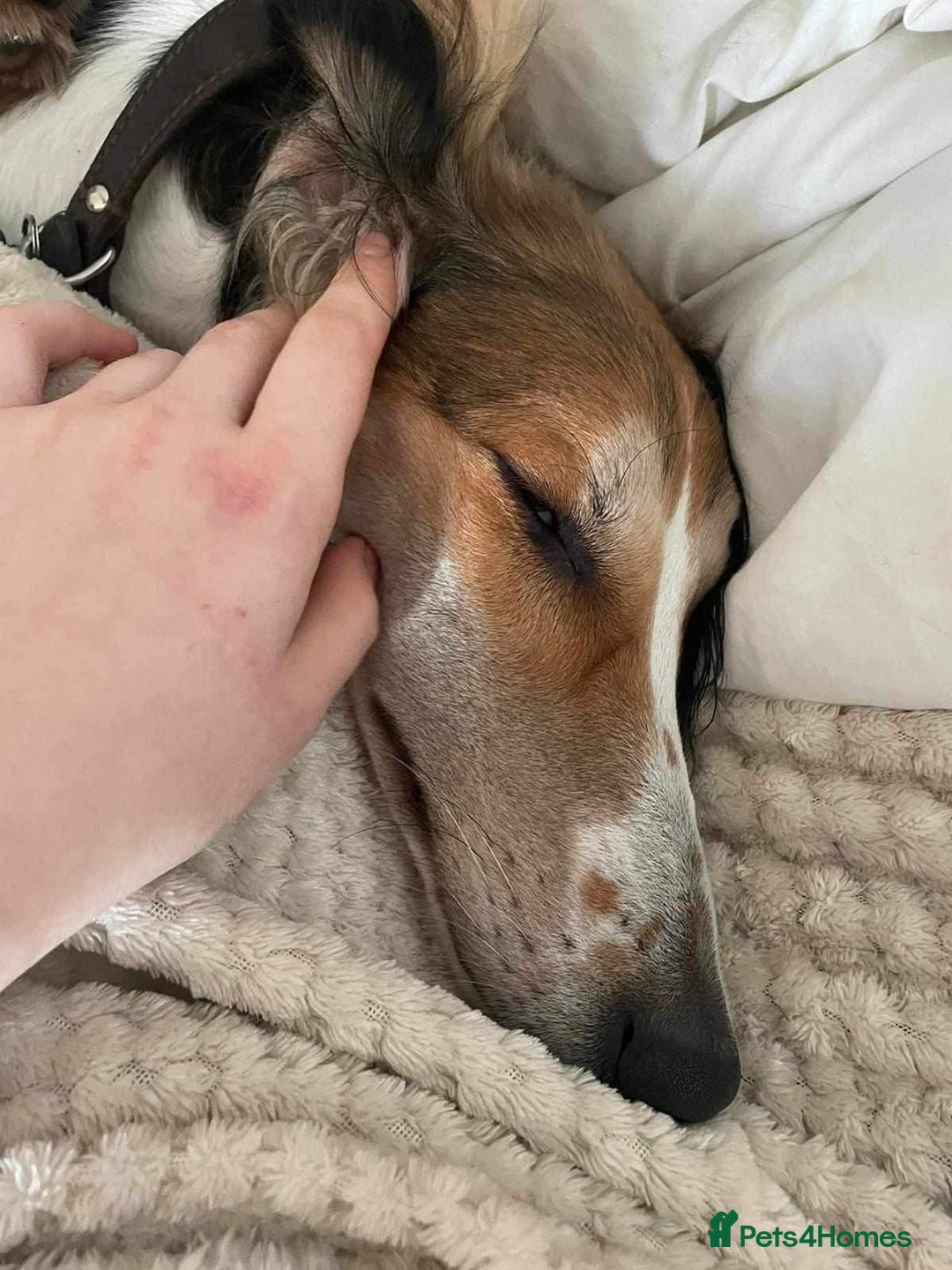 Saluki dogs for stud: KC Registered Saluki Stud in Liskeard - Advert 3