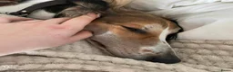 Saluki dogs for stud: KC Registered Saluki Stud - Advert 3