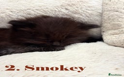 Mixed Breed cats for sale:  Maine Coon x Ragdoll Mix, Ready Early November - Image 3