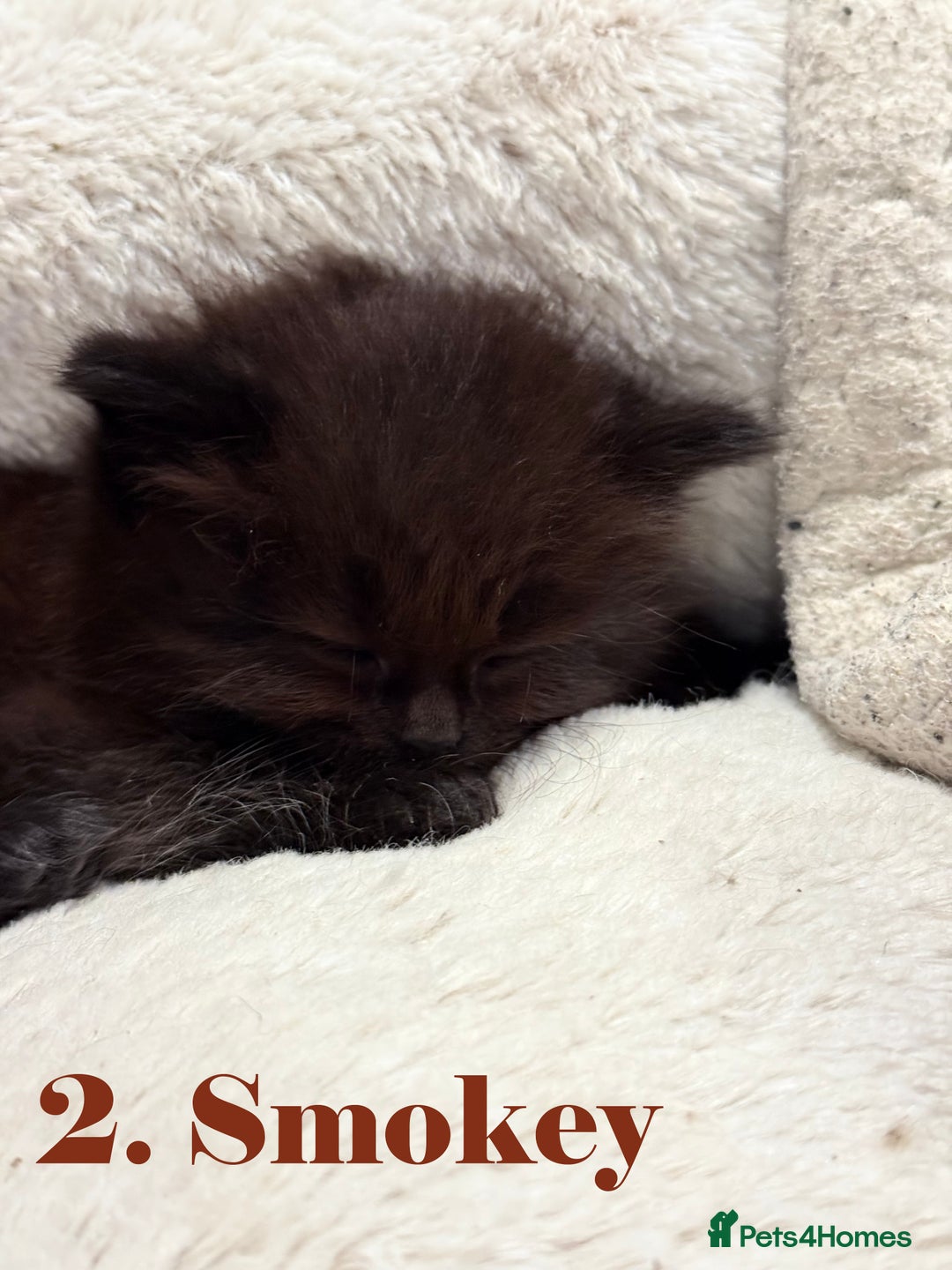 Mixed Breed cats for sale:  Maine Coon x Ragdoll Mix, Ready Early November - Image 3