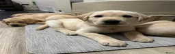 Labrador Retriever dogs for sale: Smooth transition labrador retriever - Advert 5
