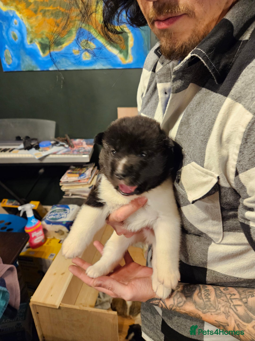 Akita dogs for sale: Beautiful Akita puppies - Advert 21