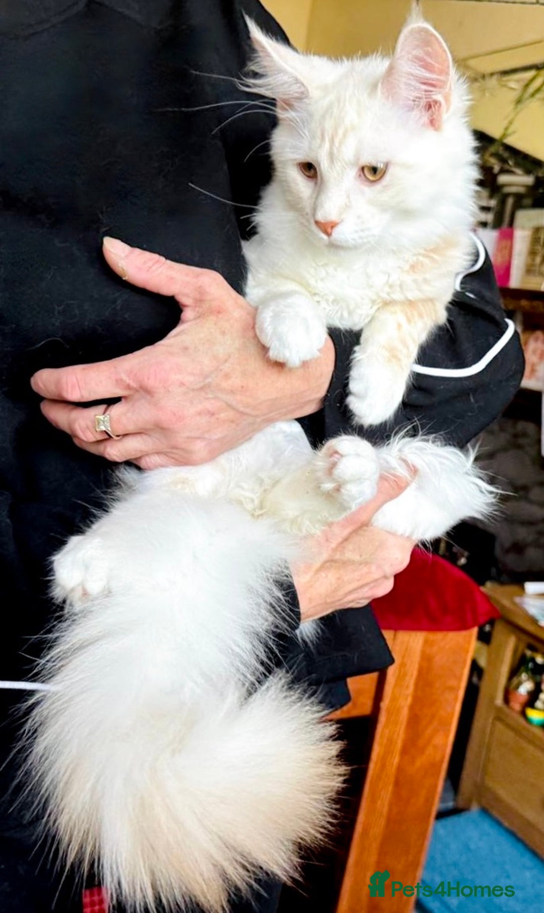 Maine Coon cats for sale: *REDUCED* Beautiful GCCF Pedigree Maine Coons in Torquay - Image 6