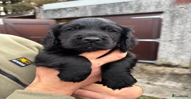 Cocker Spaniel dogs - Advert 10