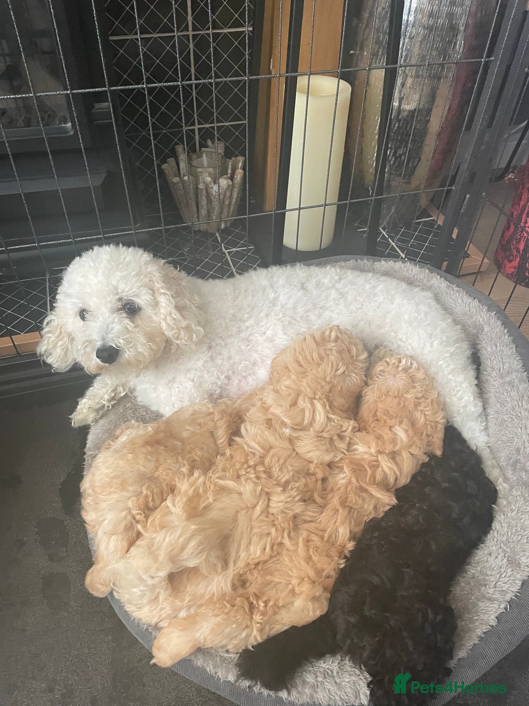 Poochon dogs for sale: Gorgeous Puppy Poochons for sale  - Image 11