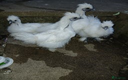Chickens poultry for sale: Beautiful white silkie chicks  - Image 4