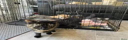 Mixed Breed cats for sale: Beautiful kittens for sale!! - Advert 2