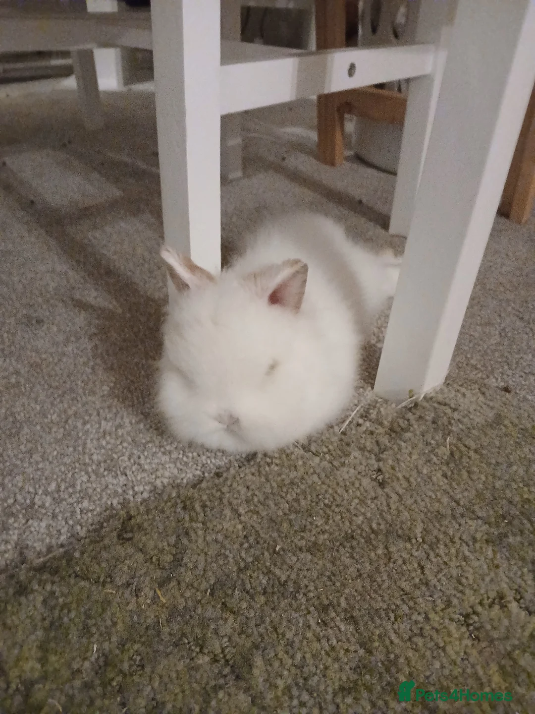 Lionhead rabbits for sale: Beautiful lionhead buck in Mansfield - Advert 4