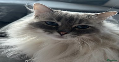Ragdoll cats - Advert 3