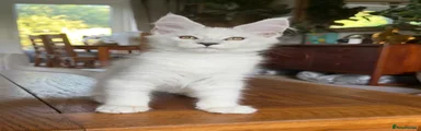 Maine Coon 4