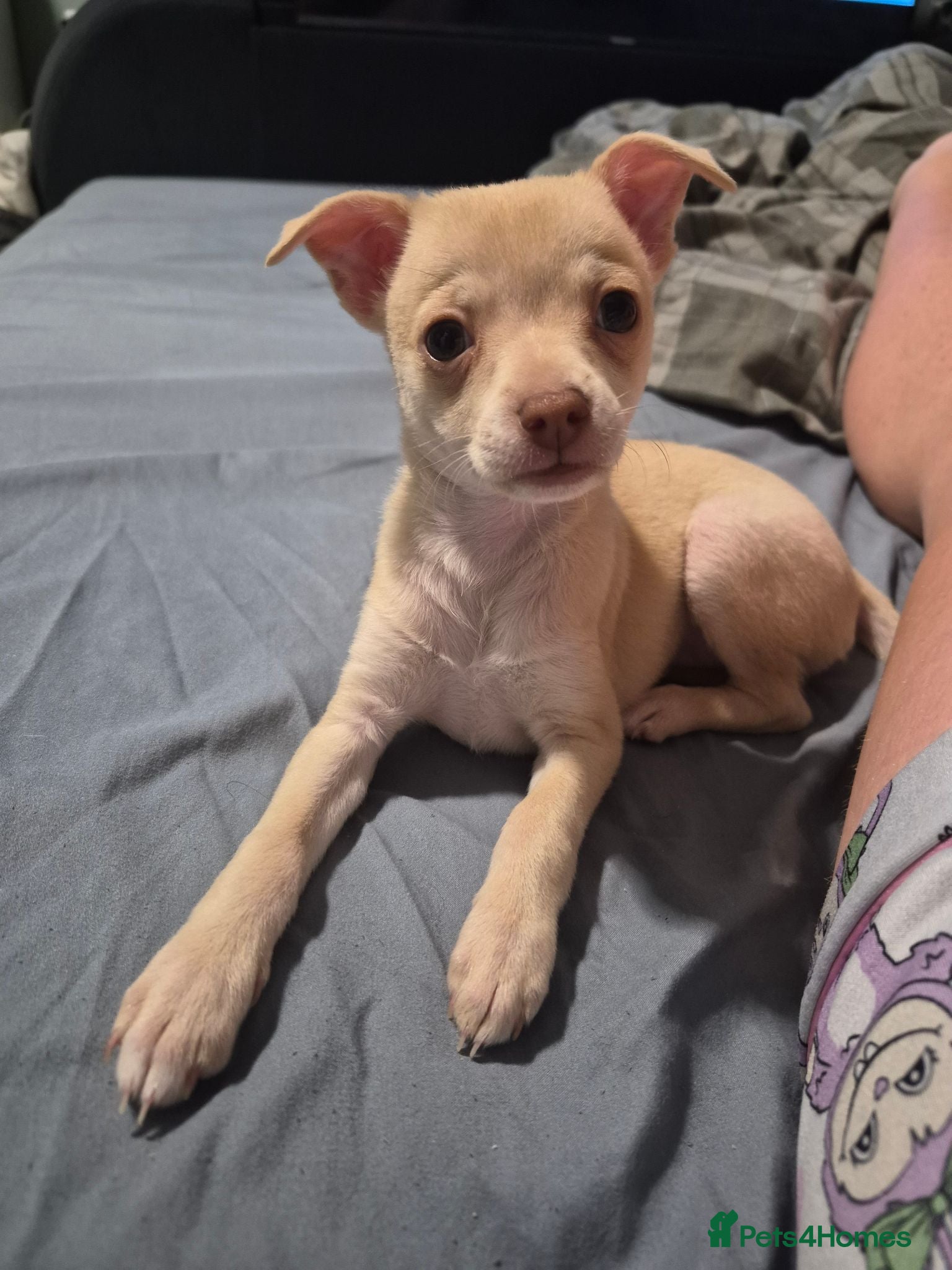 Chihuahua dogs 1 girl chihuahua left ready 10th August  - Advert 10