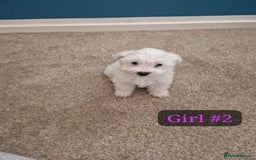 Bichon Frise dogs for sale: 3 Bichion frise girls for sale !! - Image 4