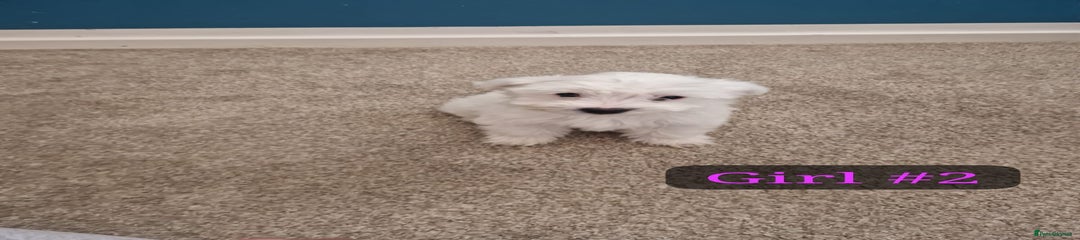 Bichon Frise Puppy 2