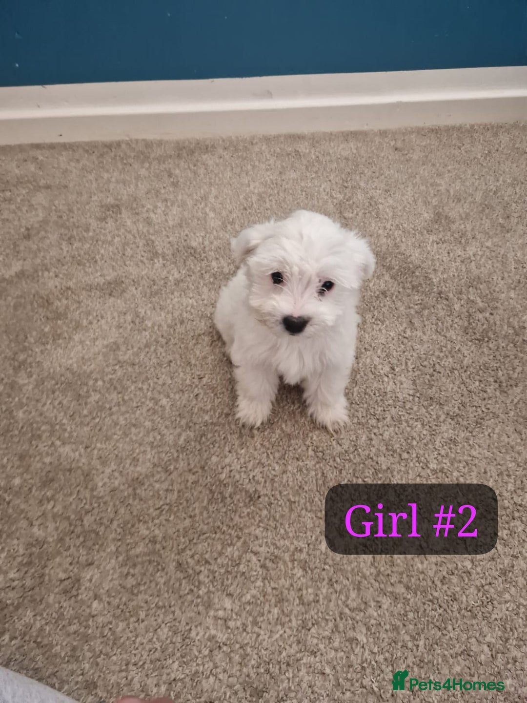 Bichon Frise dogs for sale: 3 Bichion frise girls for sale !! - Image 4