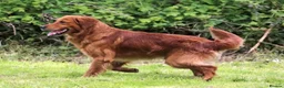 Golden Retriever dogs for sale: Family raised, fox red golden retriever puppies. - Advert 2