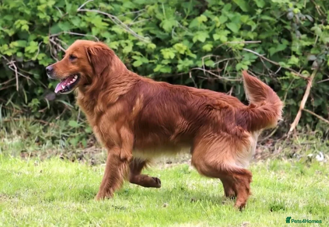 Golden Retriever dogs for sale: Family raised, fox red golden retriever puppies. - Advert 2