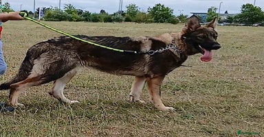 German Shepherd dogs in Birmingham - Advert 6