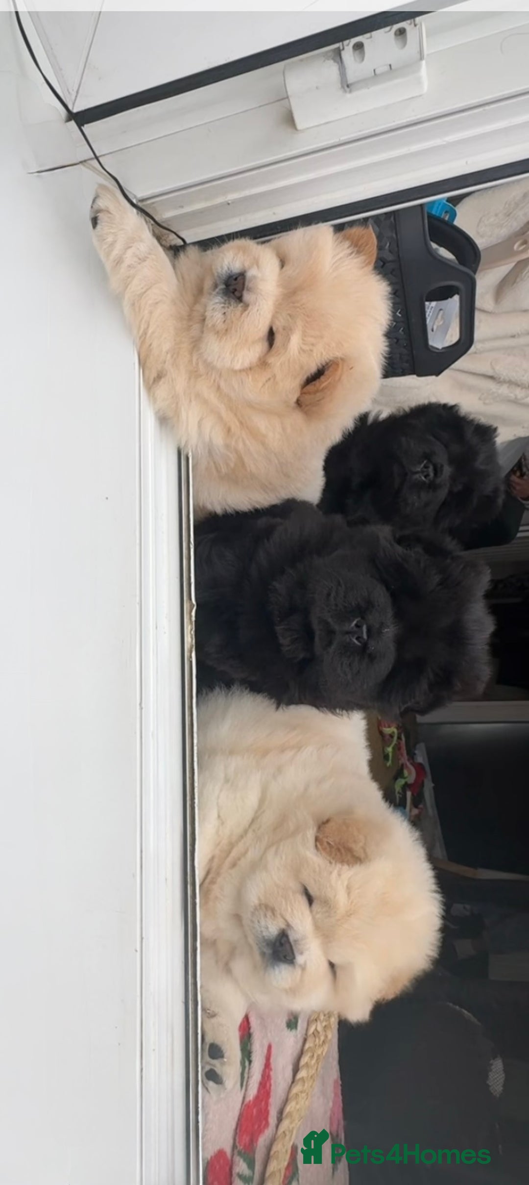 Chow Chow dogs for sale: Four Luxury Female ChowChows🐾 - Advert 5