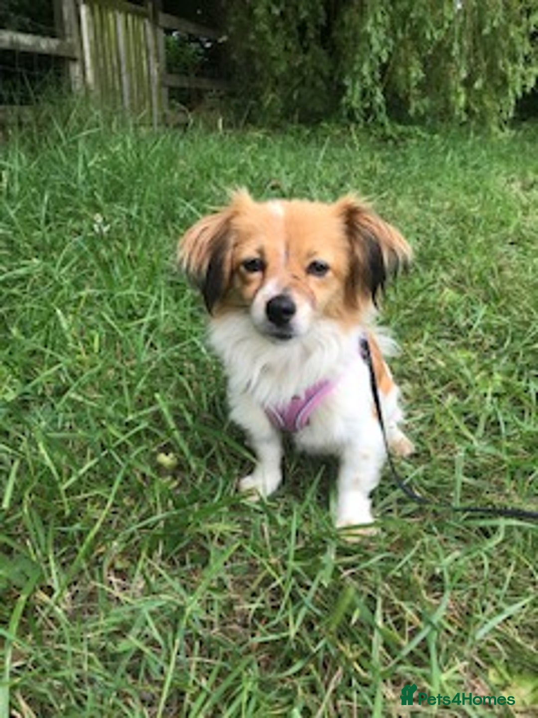 Mixed Breed dogs for adoption: Little treasure - Advert 1