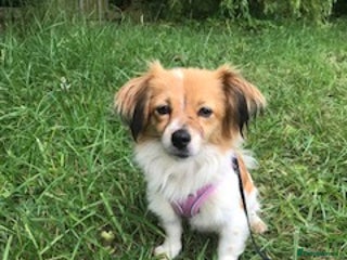 Mixed Breed dogs Little treasure - Advert 1