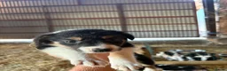 Border Collie dogs for sale: Border collie puppies - Advert 5