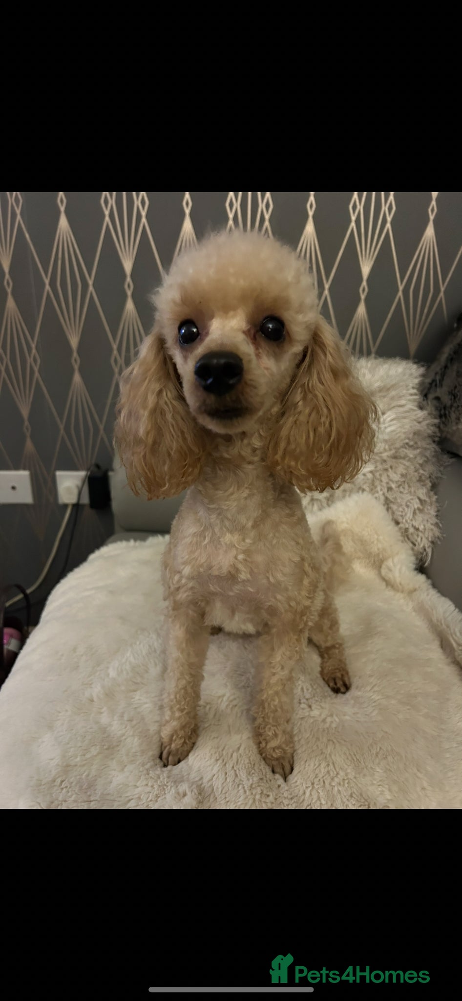 Toy Poodle dogs Toy poodle female  - Advert 15
