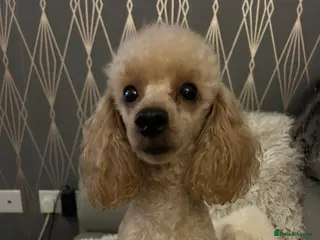 Toy Poodle dogs Toy poodle female - Advert 15