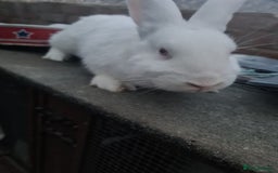 New Zealand rabbits for sale: Adult Female & 2 young females 1 young male  - Image 5