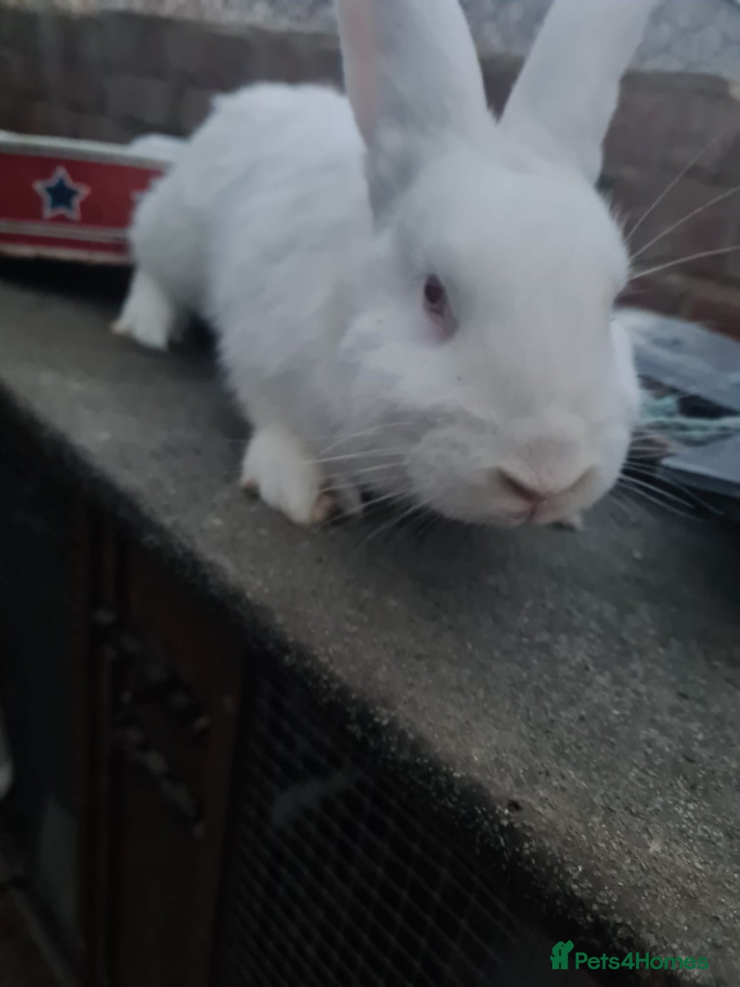 New Zealand rabbits for sale: Adult Female & 2 young females 1 young male  - Image 5