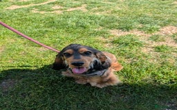 Cocker Spaniel dogs for sale: Pippin the show cocker - Image 19