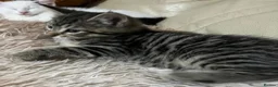 Mixed Breed cats for sale: 6 Lovely Kittens for sale  - Advert 8