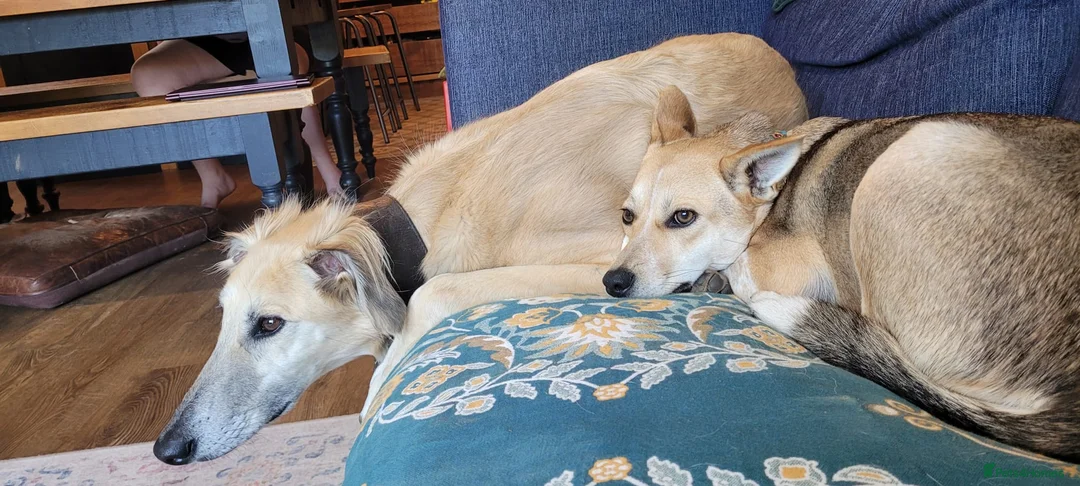 Mixed Breed dogs for adoption: ❤️ Lolly❤️- 1.5-year-old small gentle girl  - Advert 18