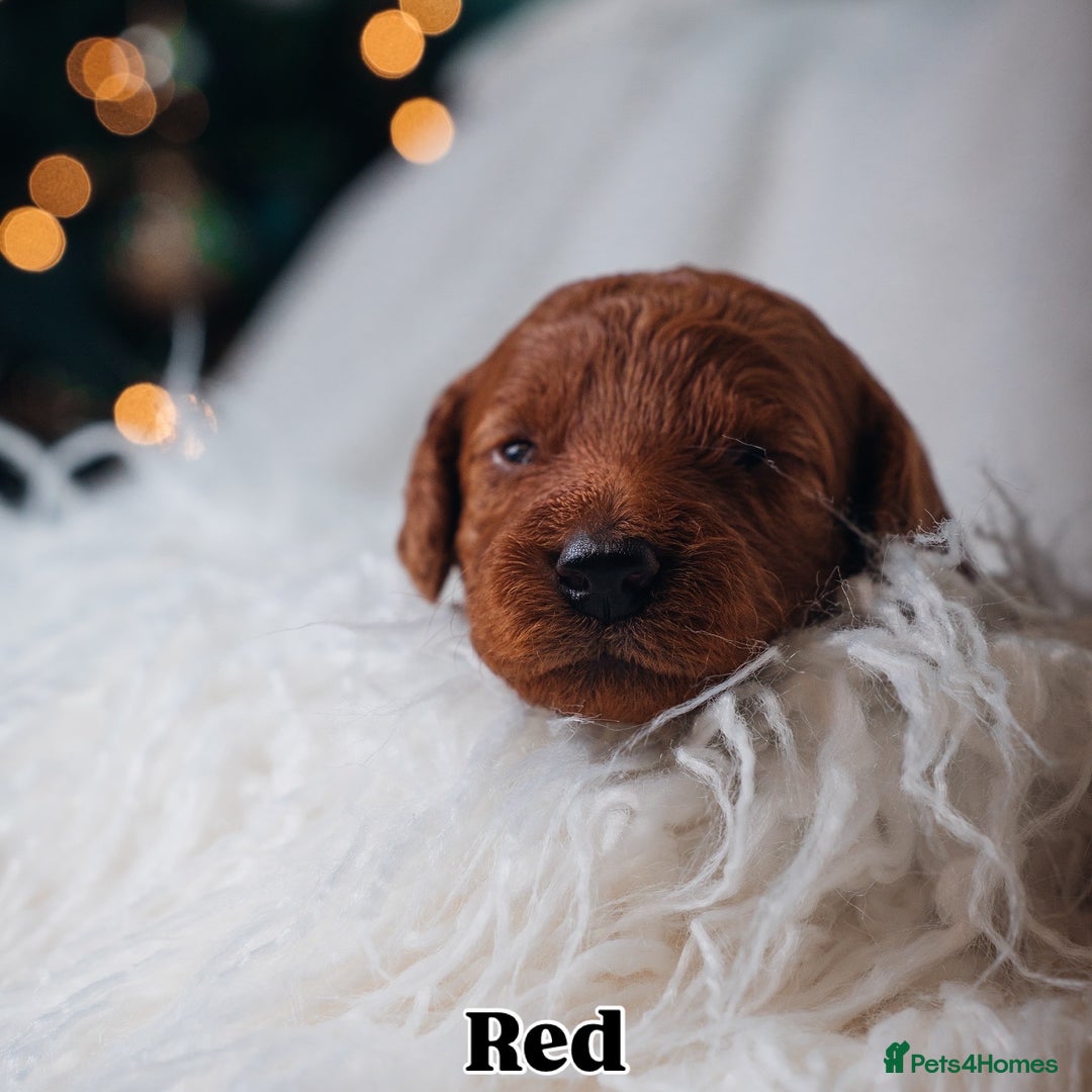 Labradoodle dogs for sale: F2B Labradoodle Puppies – Red & Apricot - Advert 37