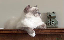 Ragdoll cats for sale: Ragdoll kittens Blue, Lilac & flame or blue/seal - Image 9