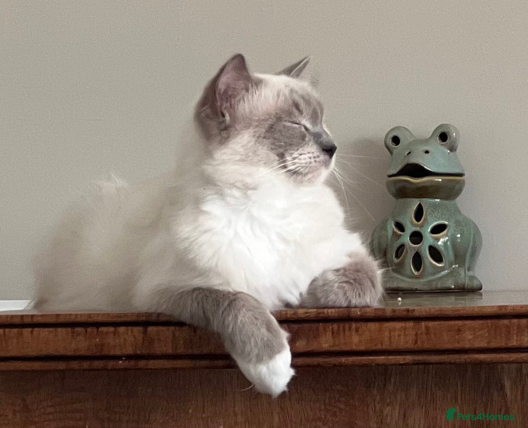Ragdoll cats for sale: Ragdoll kittens Blue, Lilac & flame or blue/seal - Image 9